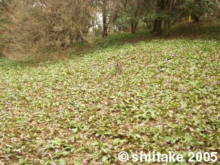 【写真】 【写真】