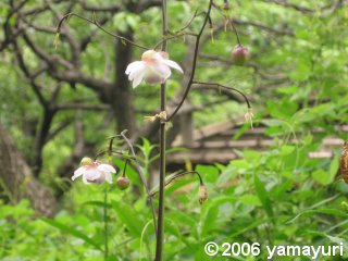 【写真：向島百花園のレンゲショウマ】