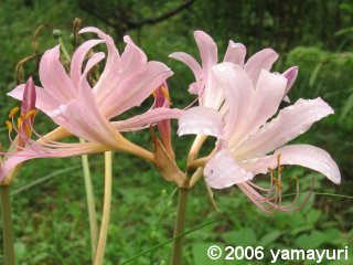 【写真：向島百花園のナツズイセン】