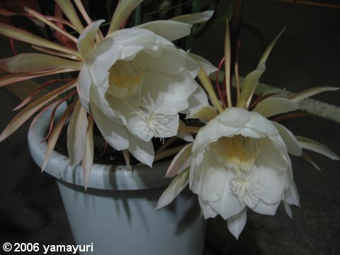 【写真：月下美人の花】
