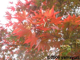 【写真：百草園の紅葉1】