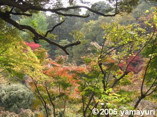 【写真：百草園の紅葉2】