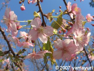【写真：河津桜】