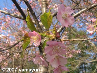 【写真:河津桜1】 【写真:河津桜1】