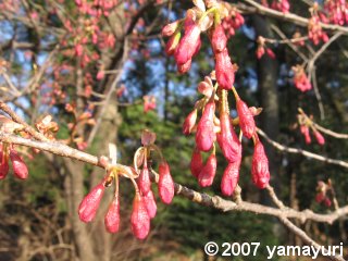 【写真:緋寒桜】 【写真:緋寒桜】