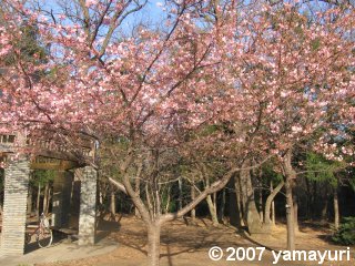 【写真:河津桜2】 【写真:河津桜2】