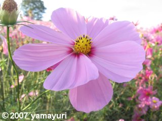 【写真：コスモス「センセーション」】